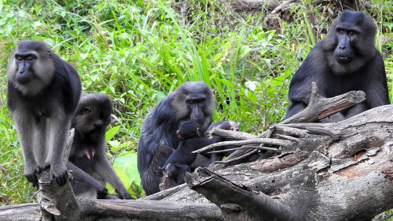 Which species has more chance to form these loving and caring bonds
