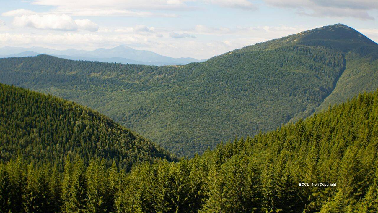 Europe’s forests losing biomass fast; carbon sink weakened by drought, beetles