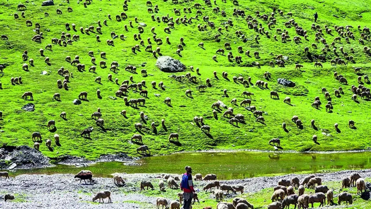 India’s first high-altitude wildlife safari to come up in Ladakh