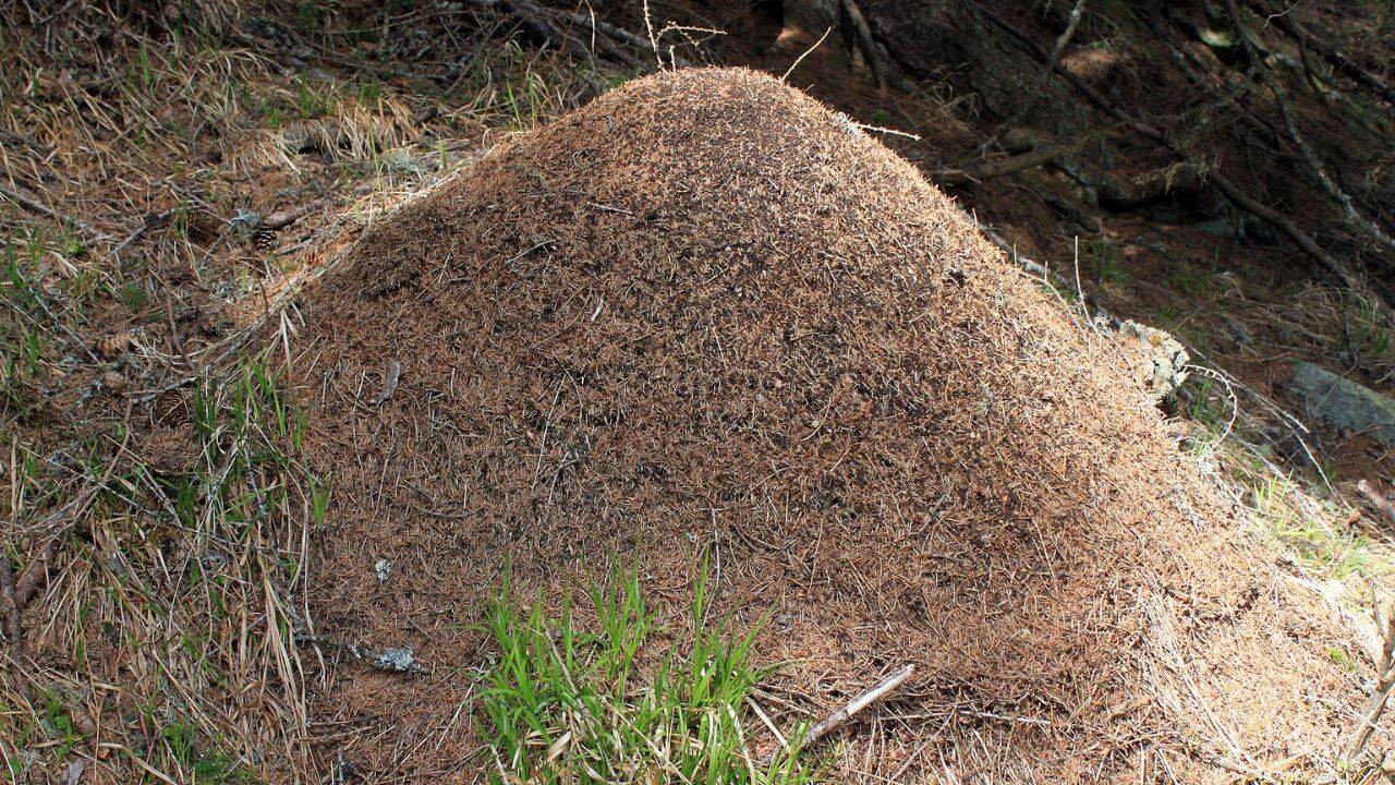 6,000-km-long ant super colony stretching from Portugal to Italy