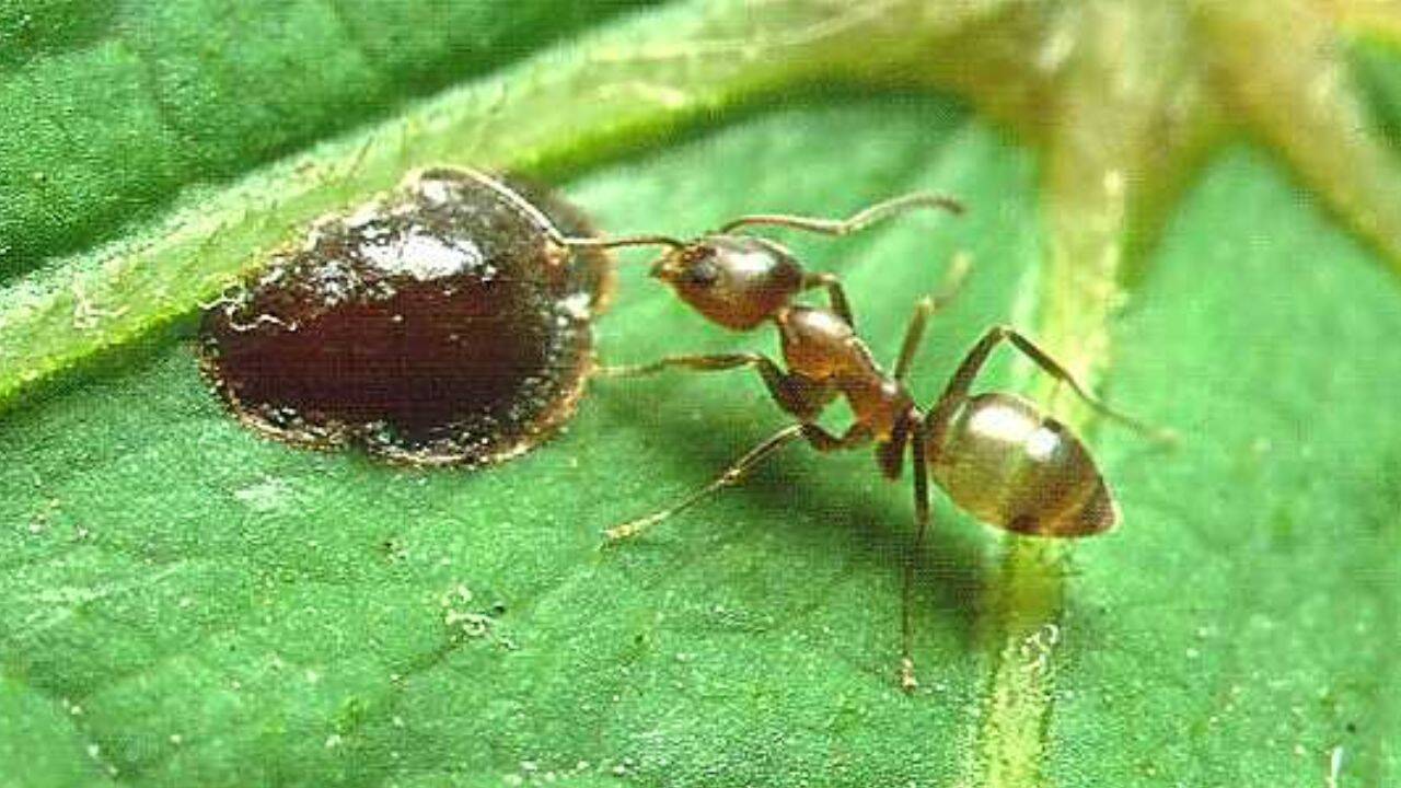 <strong>How do these colonies affect the local environment</strong>