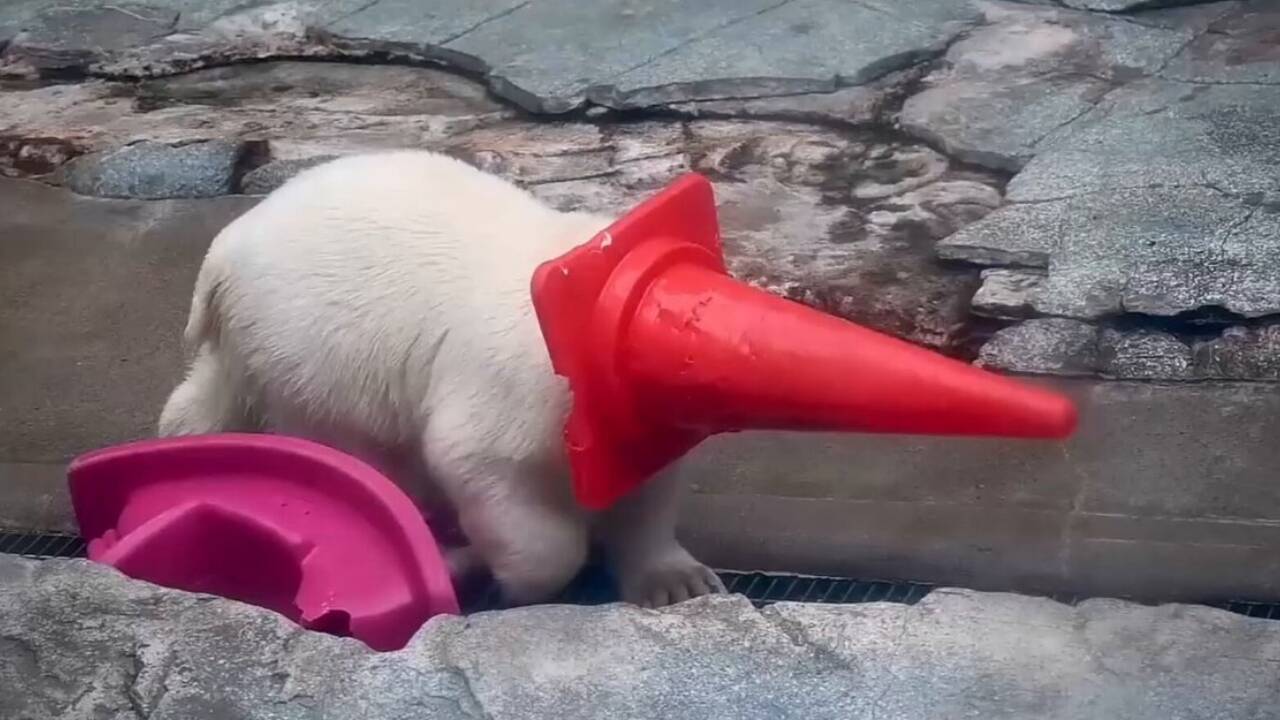 Polar bear cub turns traffic cone into toy—and it’s internet gold