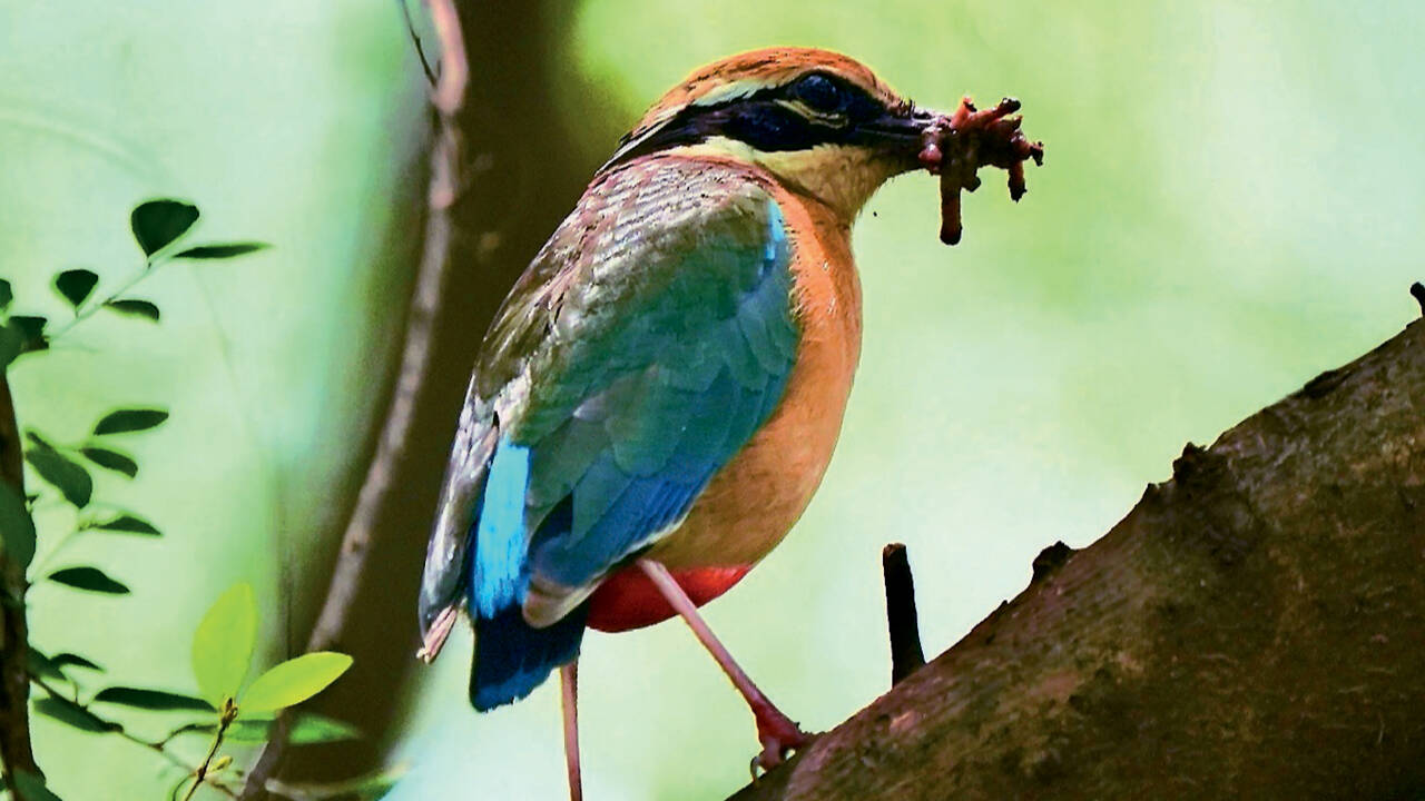 Birding in Delhi