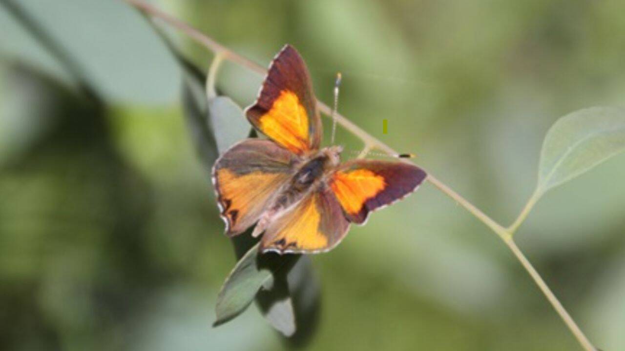 Eltham Copper Butterfly