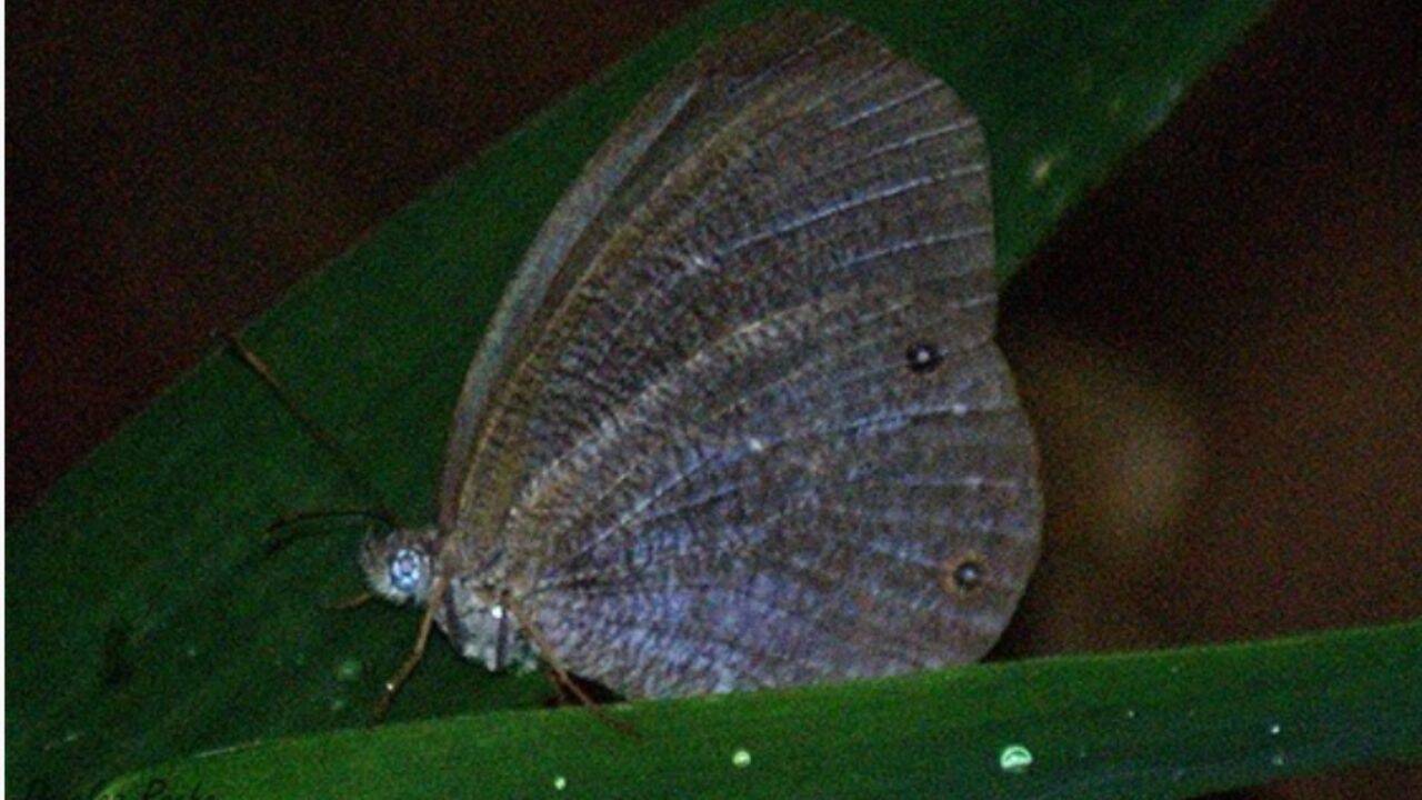 Study finds climate and extreme weather are pushing butterflies to change habitats worldwide