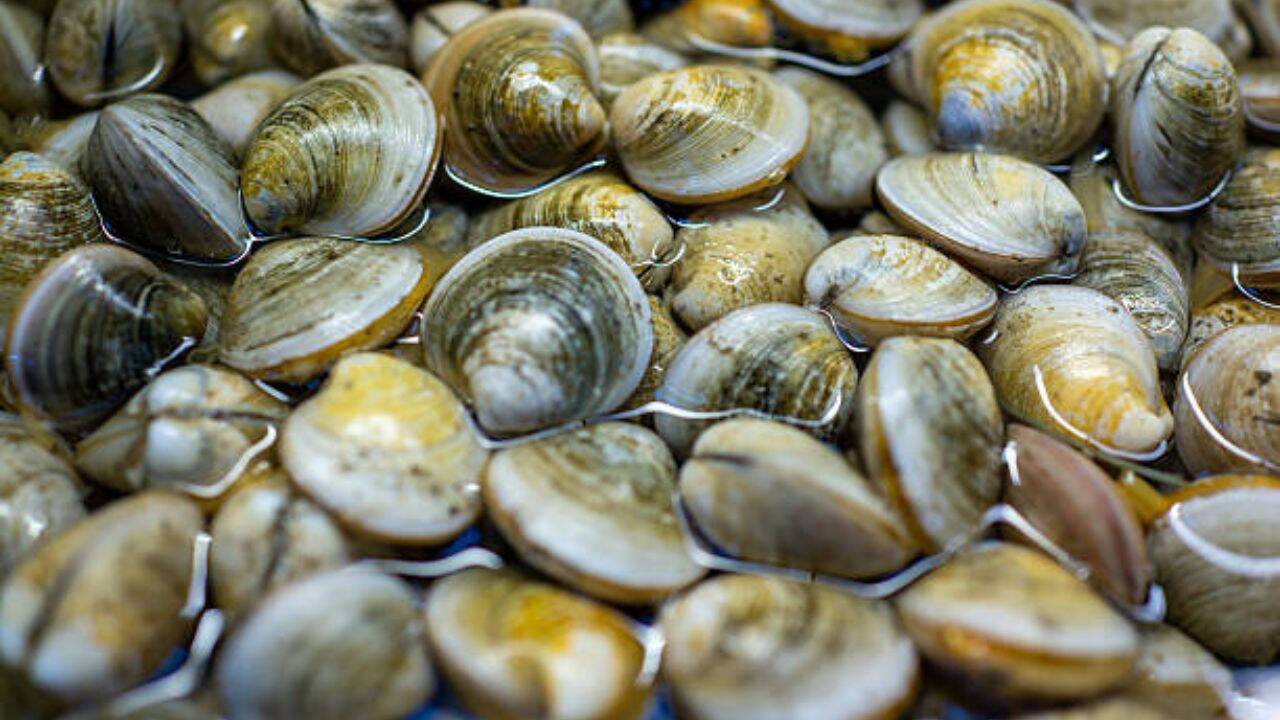 Scientists bred 39 surviving clams in Florida’s Indian River Lagoon; they have since outplanted 65 million