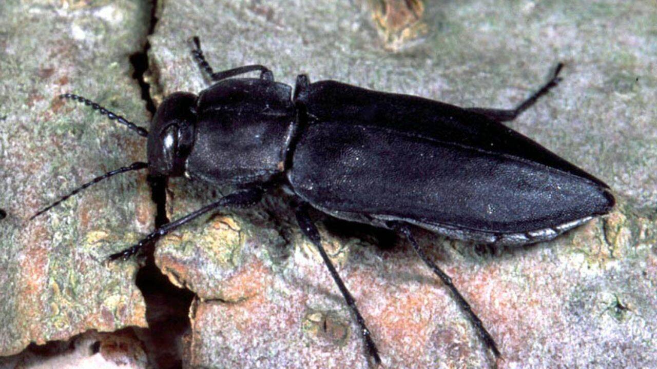 Why Black Pine Jewel Beetles Love Forest Fires