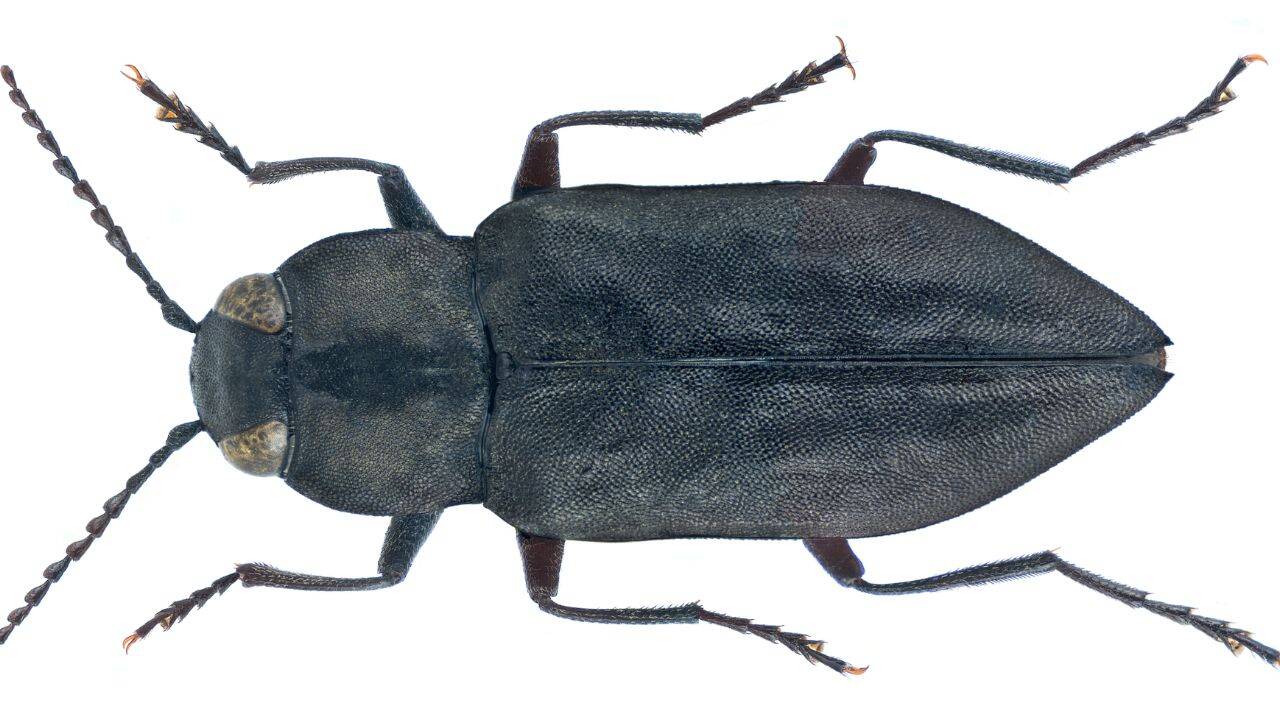 Why do these Black pine jewel beetles seek out burnt forests