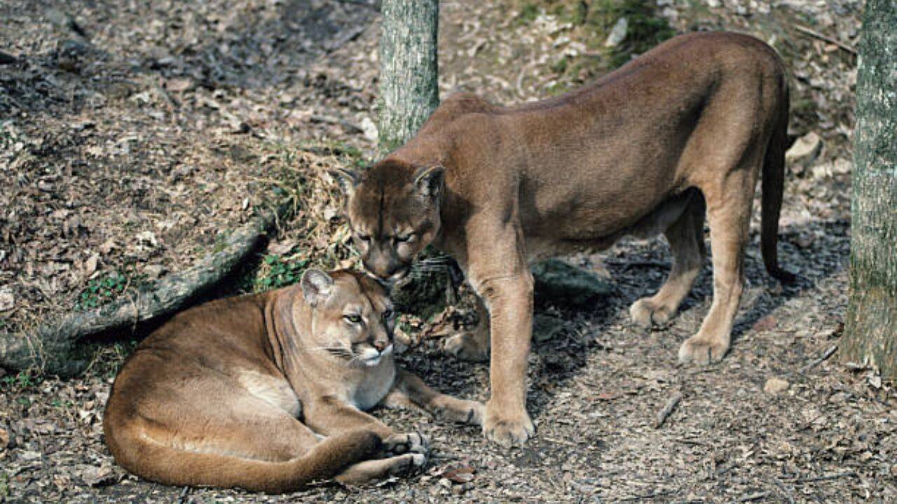 Pumas are protecting human lives by preventing vehicle collisions accounting for a 76% reduction in accidents
