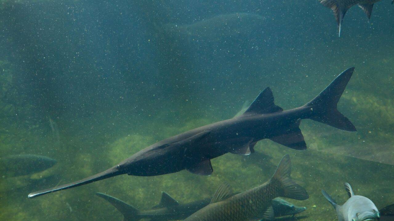 Paddlefish