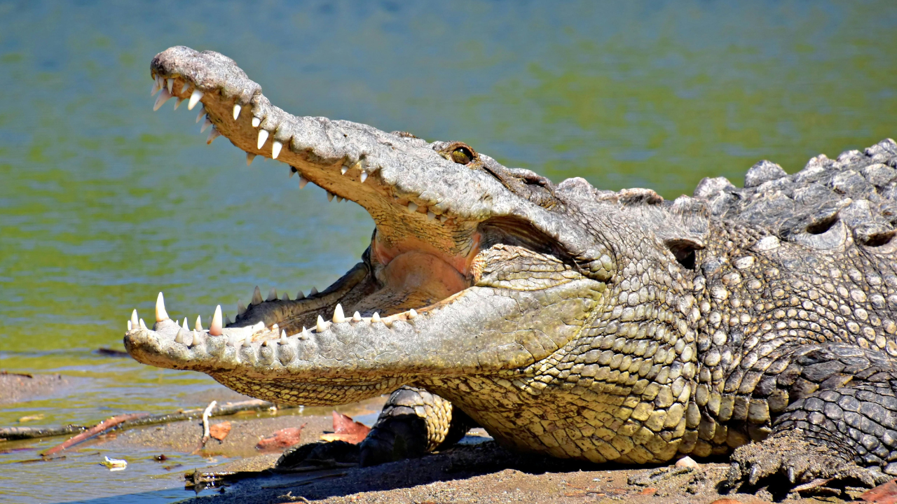 American crocodiles