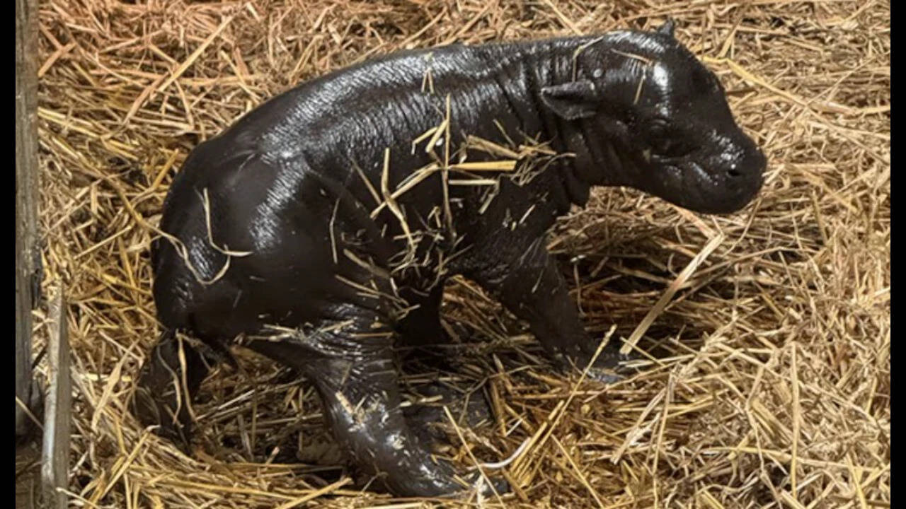 Toronto gets its own 'Moo Deng'; pygmy hippo calf born to 20-year-old mother, took first steps within minutes of birth