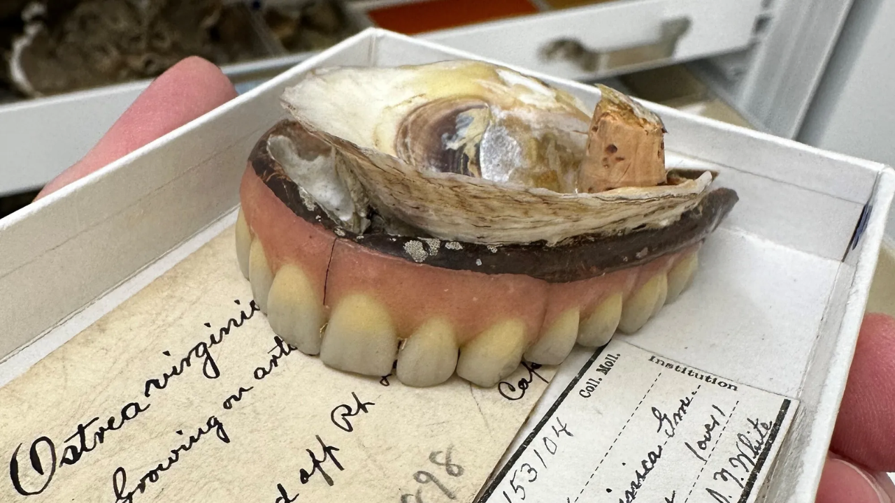 In 1898, Chesapeake Bay was full of oyster, now 99% are gone