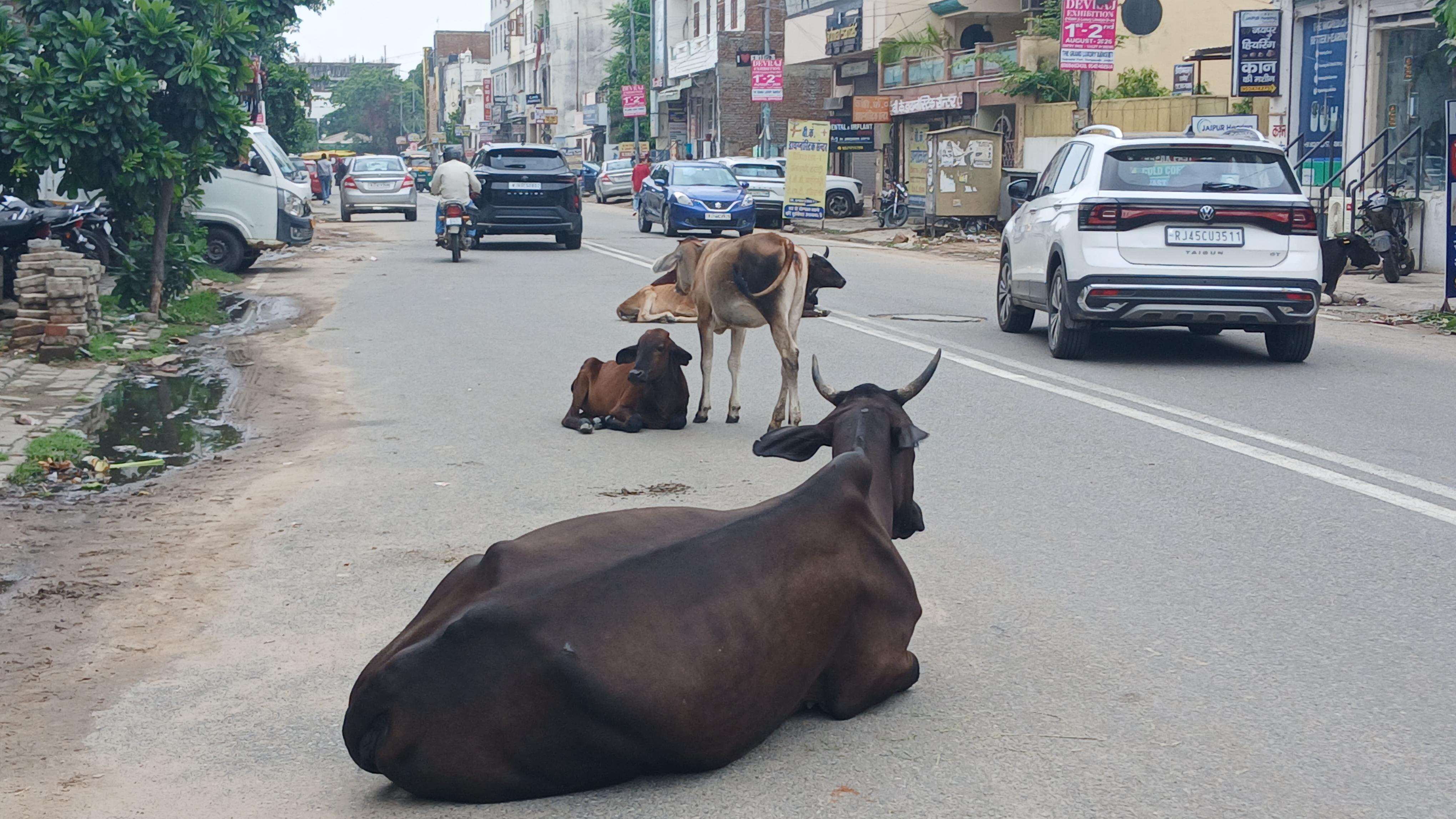 Cows on road in Malviya Nagar area (Bhagirath) (1).jpeg