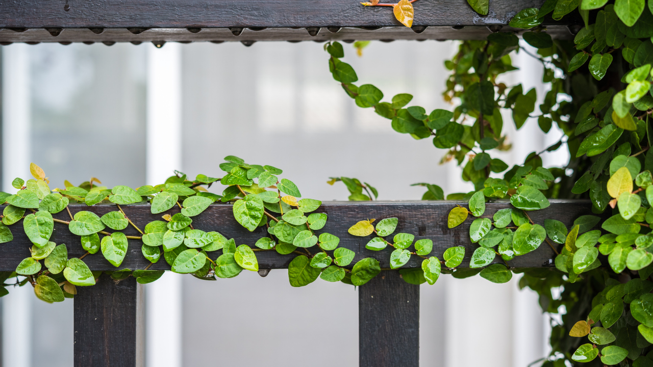 Not just a balcony, 5 spaces that you can easily use for gardening your green friends