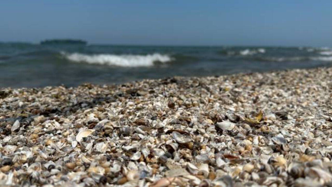 Zebra mussels are collapsing structures and pipes in Spain's Ebro River since 2001 with a population of 40,000 per square meter
