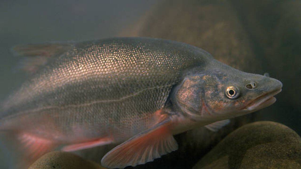 For the humpback chubs<br><br>