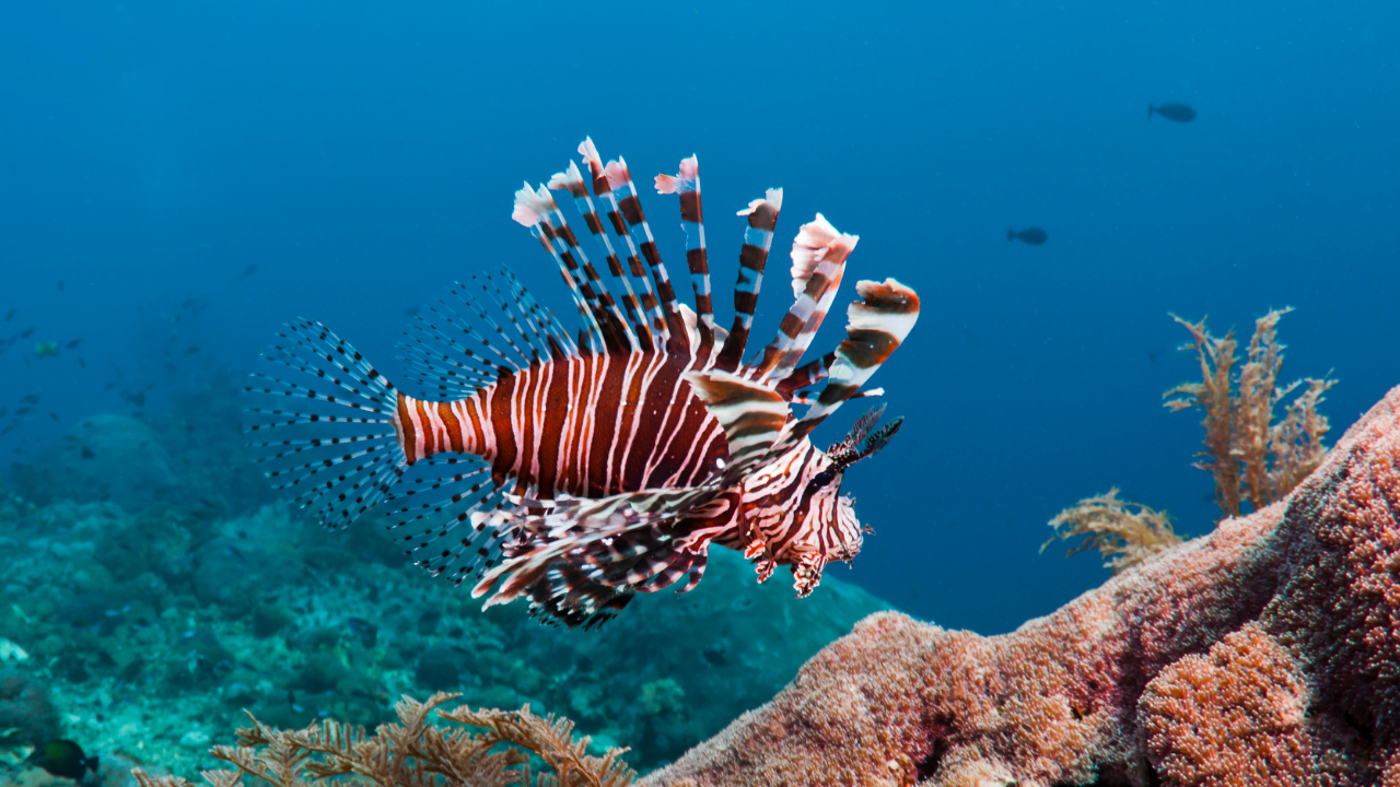 Lionfish