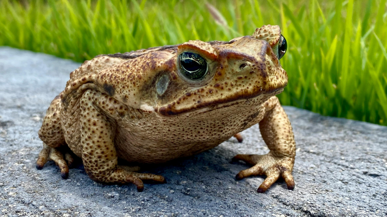 Cane toads