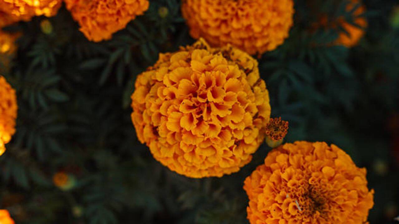 What is the Marigold Theory<br><br>