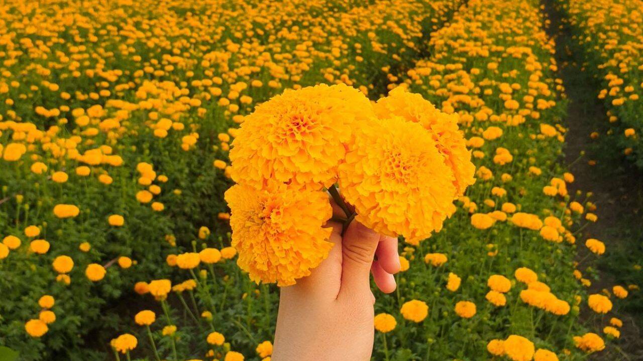 How to recognise a marigold?<br><br>