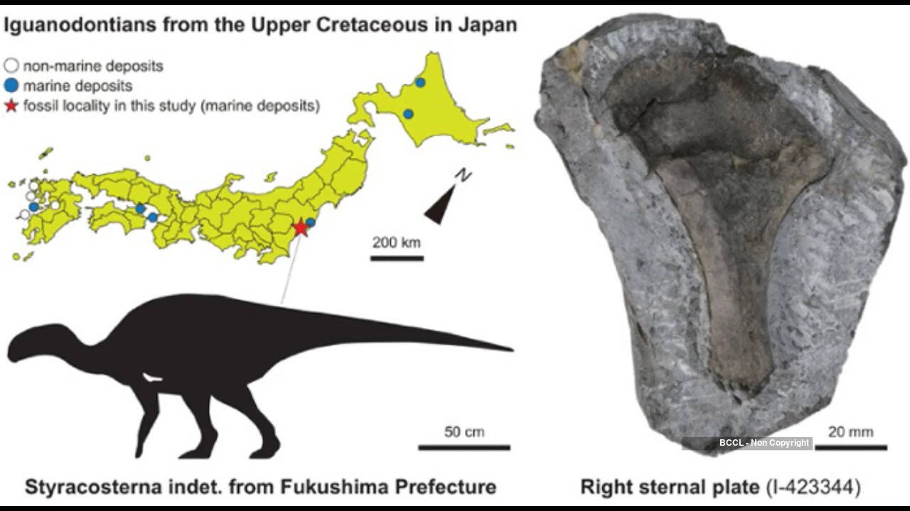 Dinosaur bone found in 1999 on Fukushima coast identified as 3-metre iguanodontian