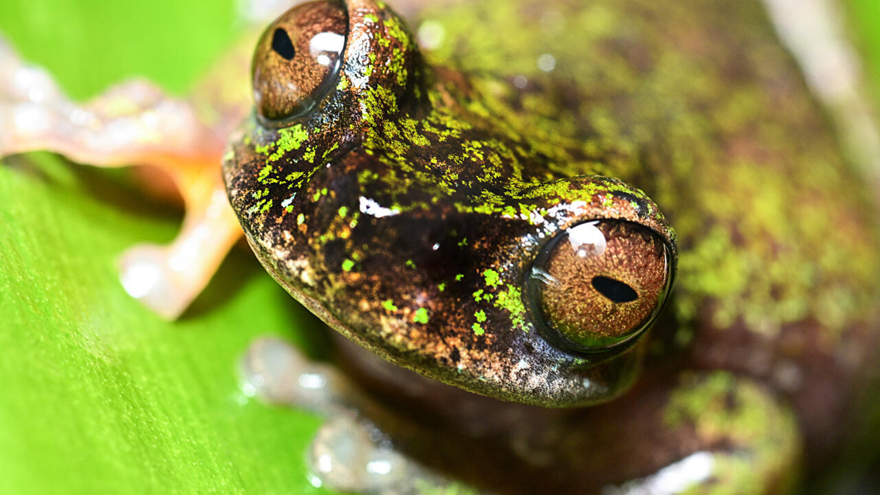 Meet Costa Rica's tiny coffee frog found living among coffee shrubs
