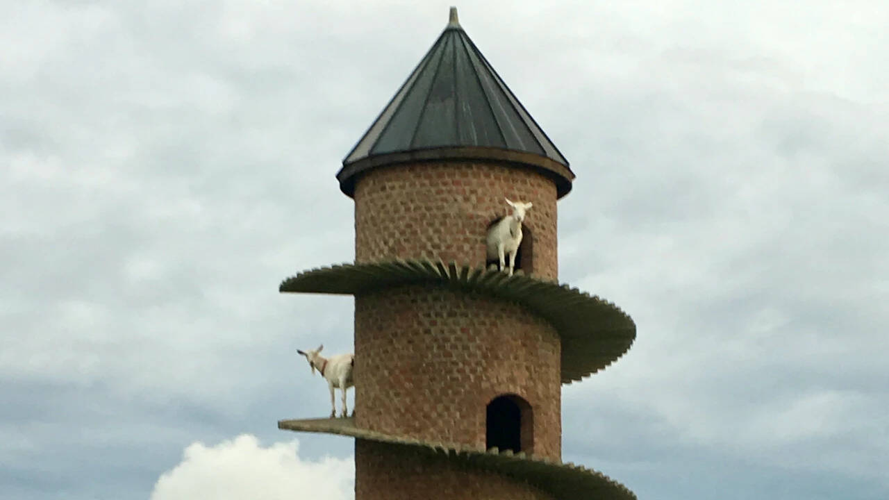Inside Portugal’s 19th-century goat tower, where dwarf goats climb a spiral ramp