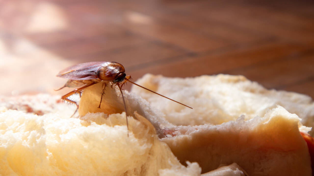 The researchers say the finding may eventually lead to better ways to control infestations of German cockroaches.
