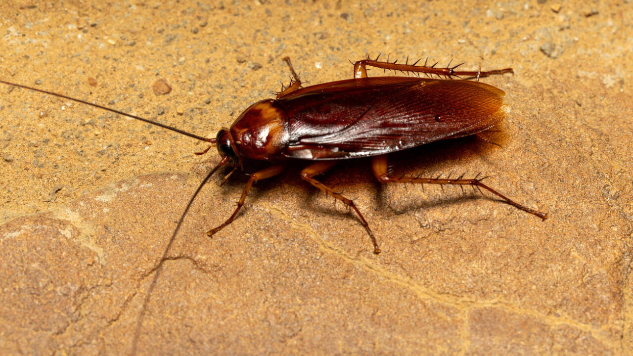 Cockroaches that had eaten the feces of their aggregation showed a strong preference for the particular pheromone that aggregation was producing.