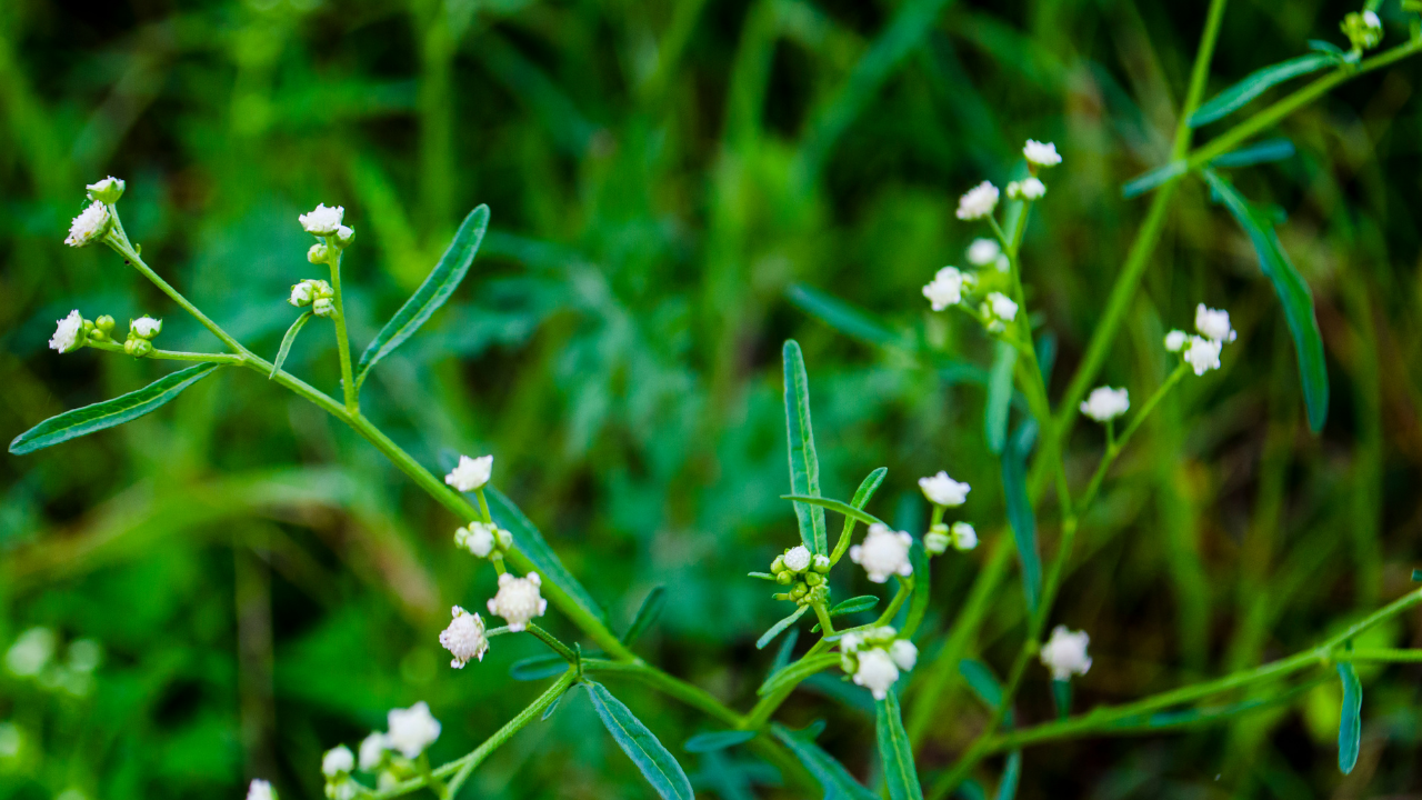 Parthenium