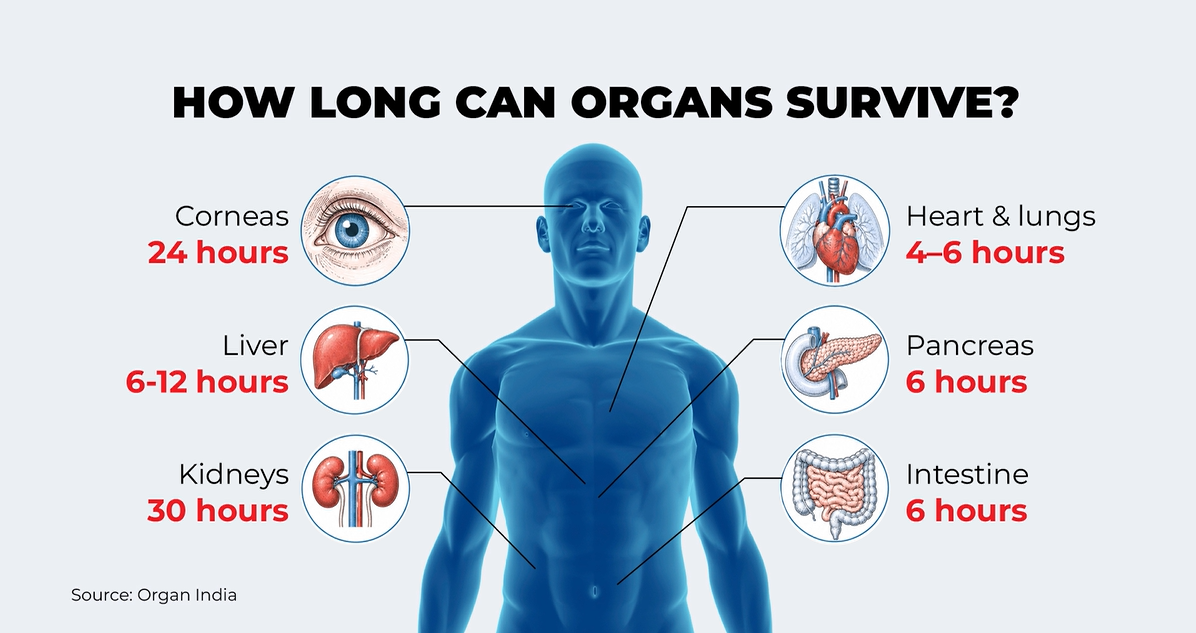 Organs remain viable for limited periods<br>