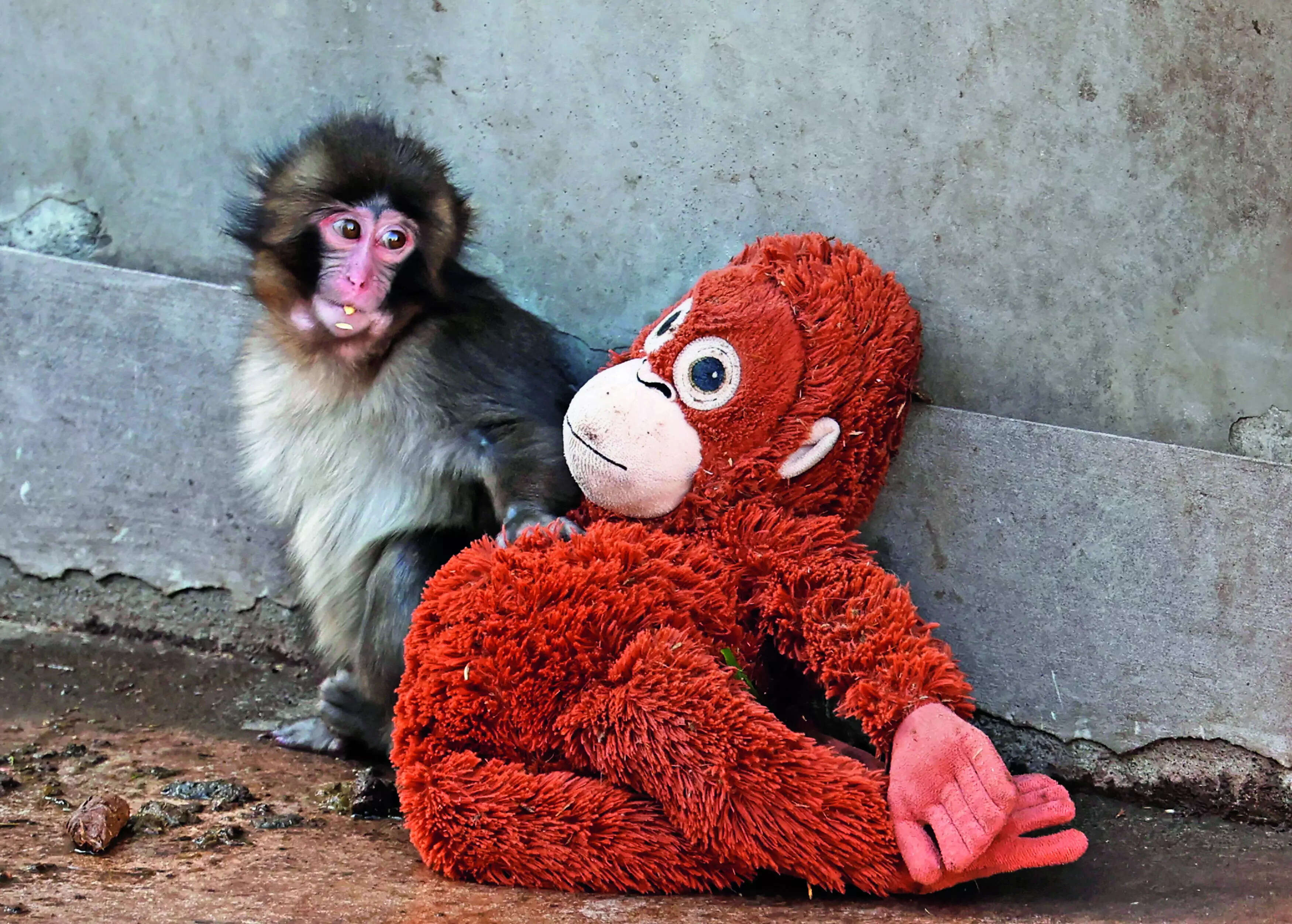 Punch, the Macaque
