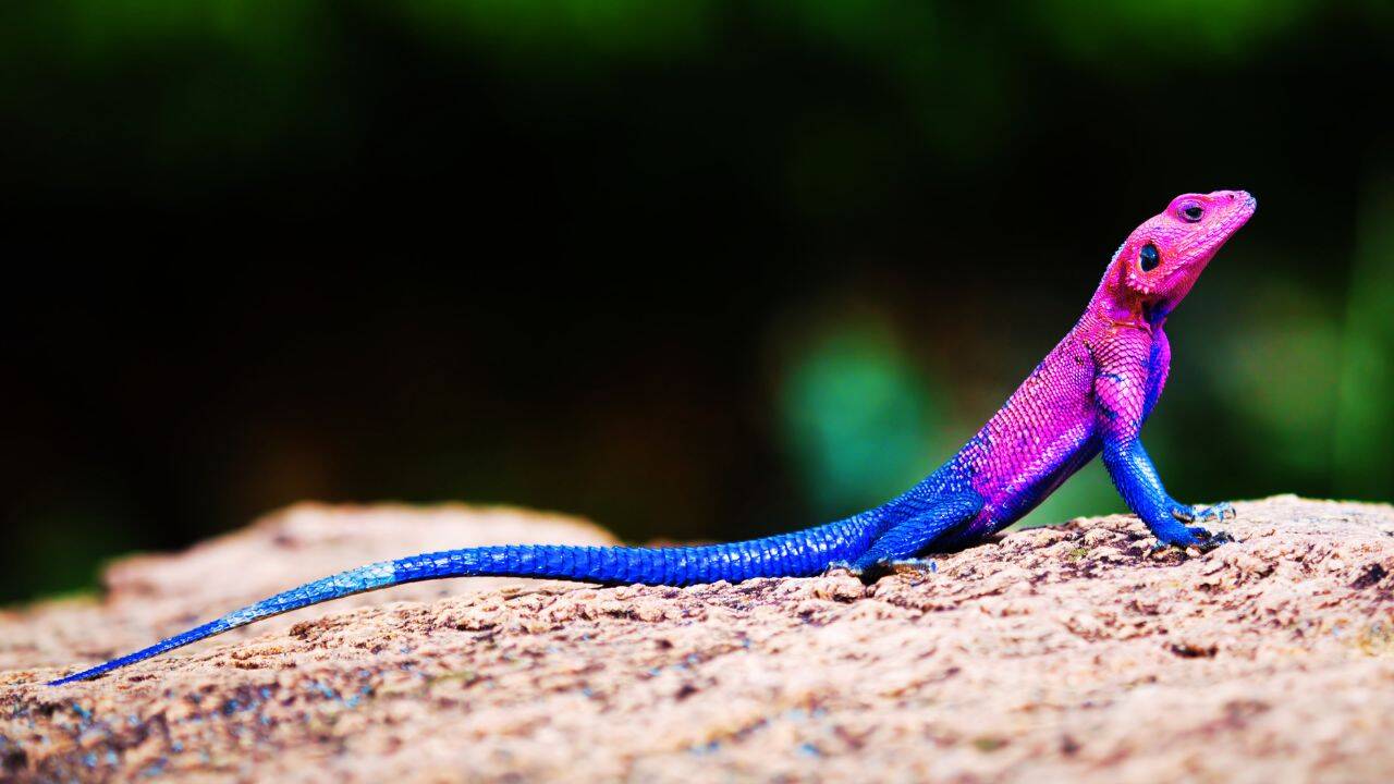 Spider-Man lizard