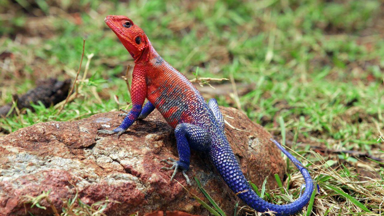 African lizard