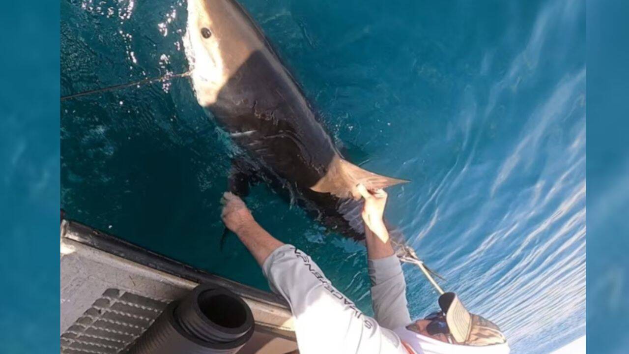 Sharks fitted with sensors could help scientists improve hurricane forecasts