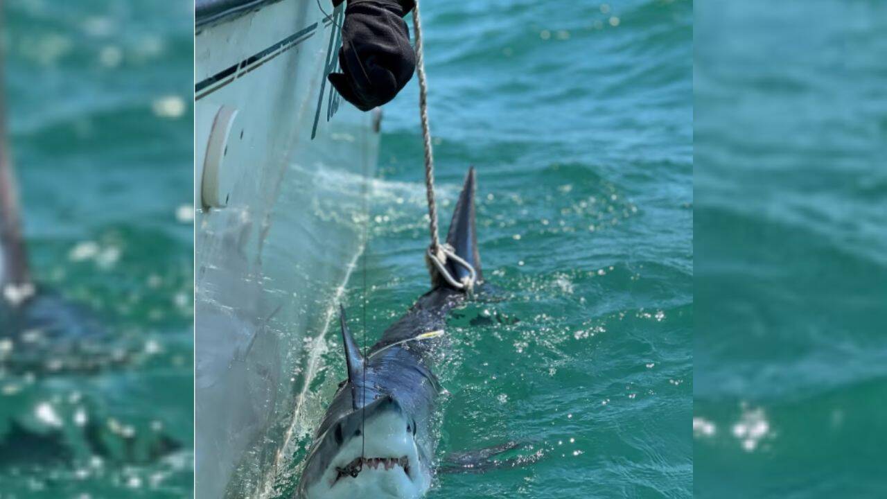 A mako shark caught by researchers