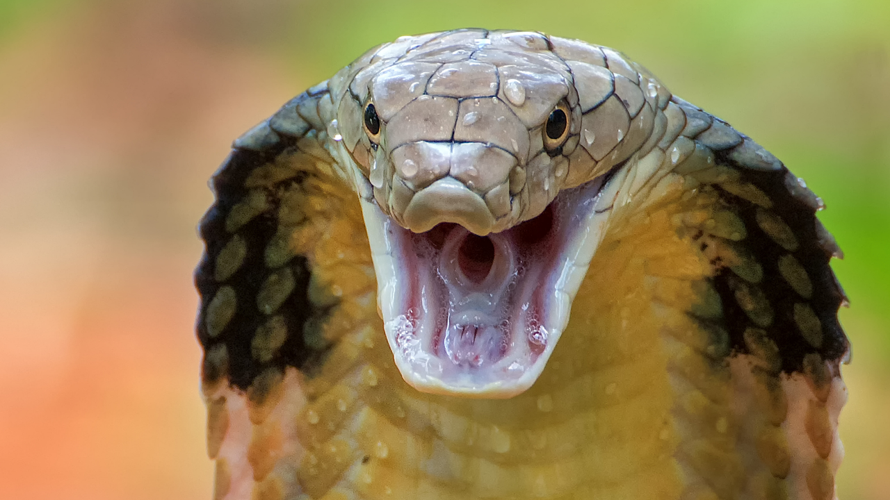 King Cobra