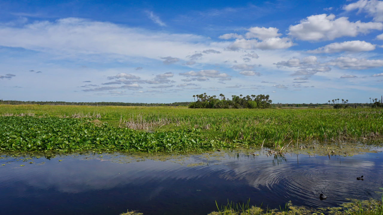 In 1987, Orlando put 1,200 acres of constructed wetlands to work cleaning reclaimed water