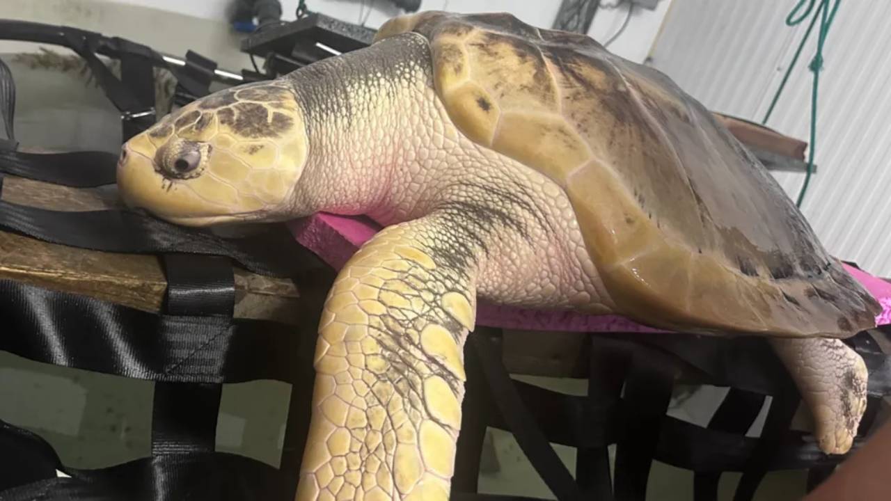 Rare turtle rescued in Wales in 2023 flies 5,000 miles home to Gulf of Mexico