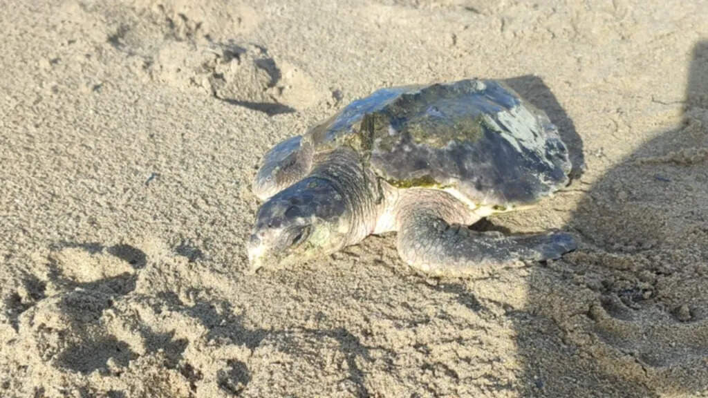 Rare turtle Rhossi is preparing for a 5,000-mile journey from Wales back to the Gulf of Mexico after more than two years of rehabilitation.