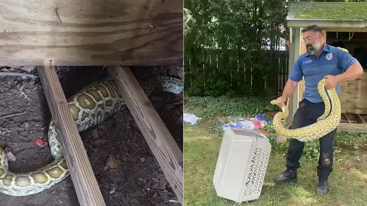 8-foot Burmese python found under a New Jersey family’s shed