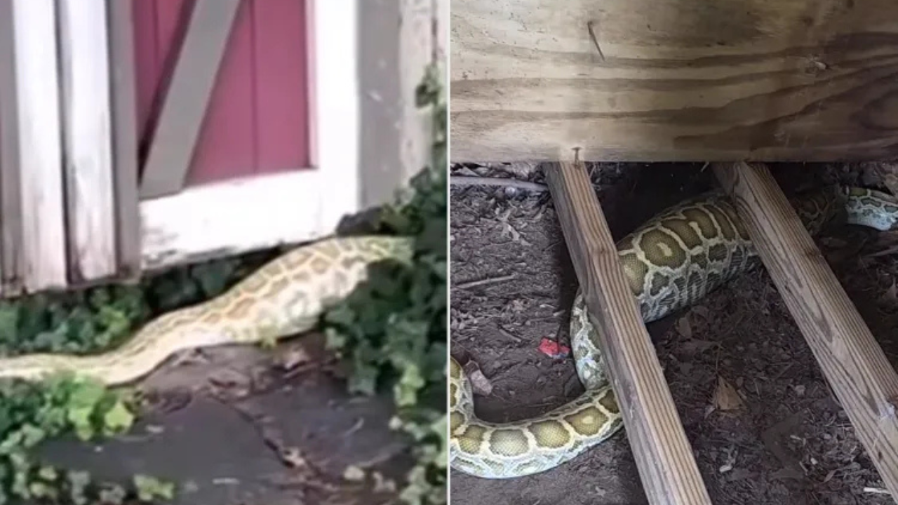 8-foot Burmese python found under a New Jersey family’s shed.<br>