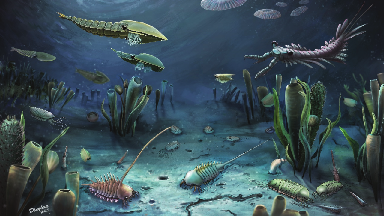 How animal poop changed the life beneath the oceans 540-million-years ago