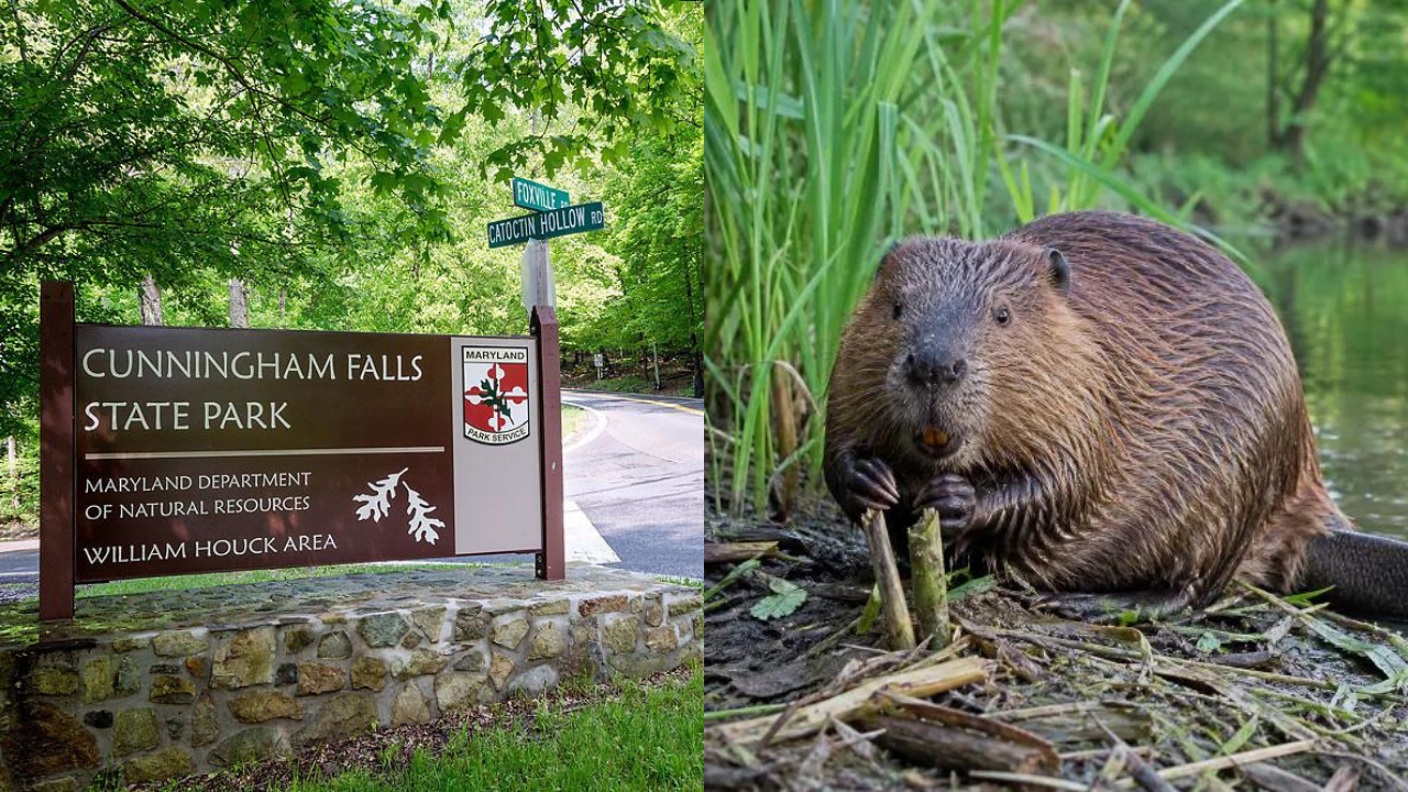 Two people bitten by beavers in less than two weeks at Maryland park