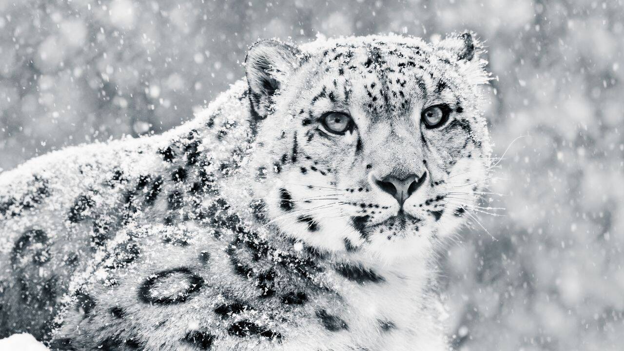 Snow leopard