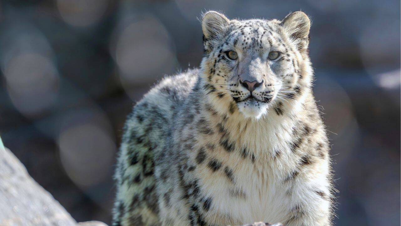 snow leopard in Hemis