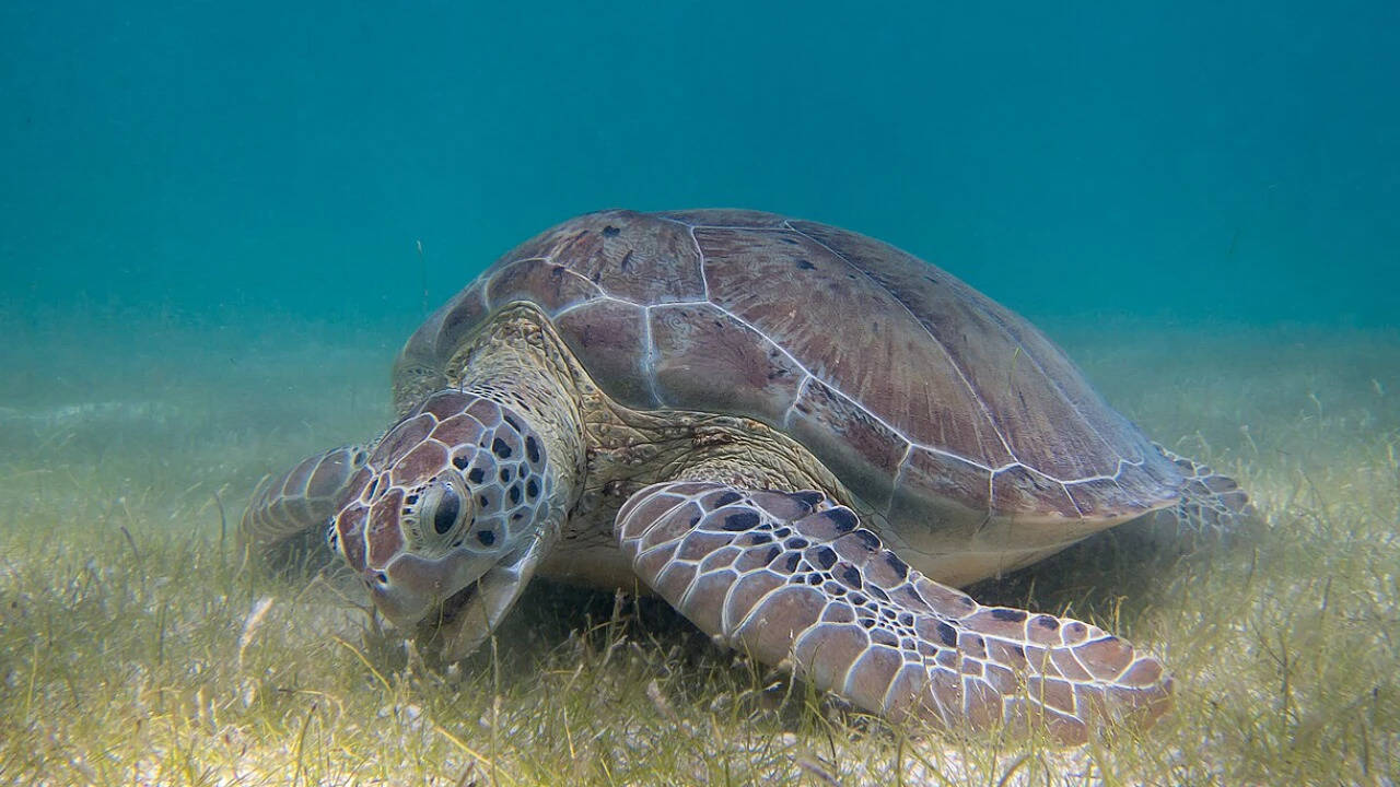 Green_Sea_Turtle_grazing_seagrass