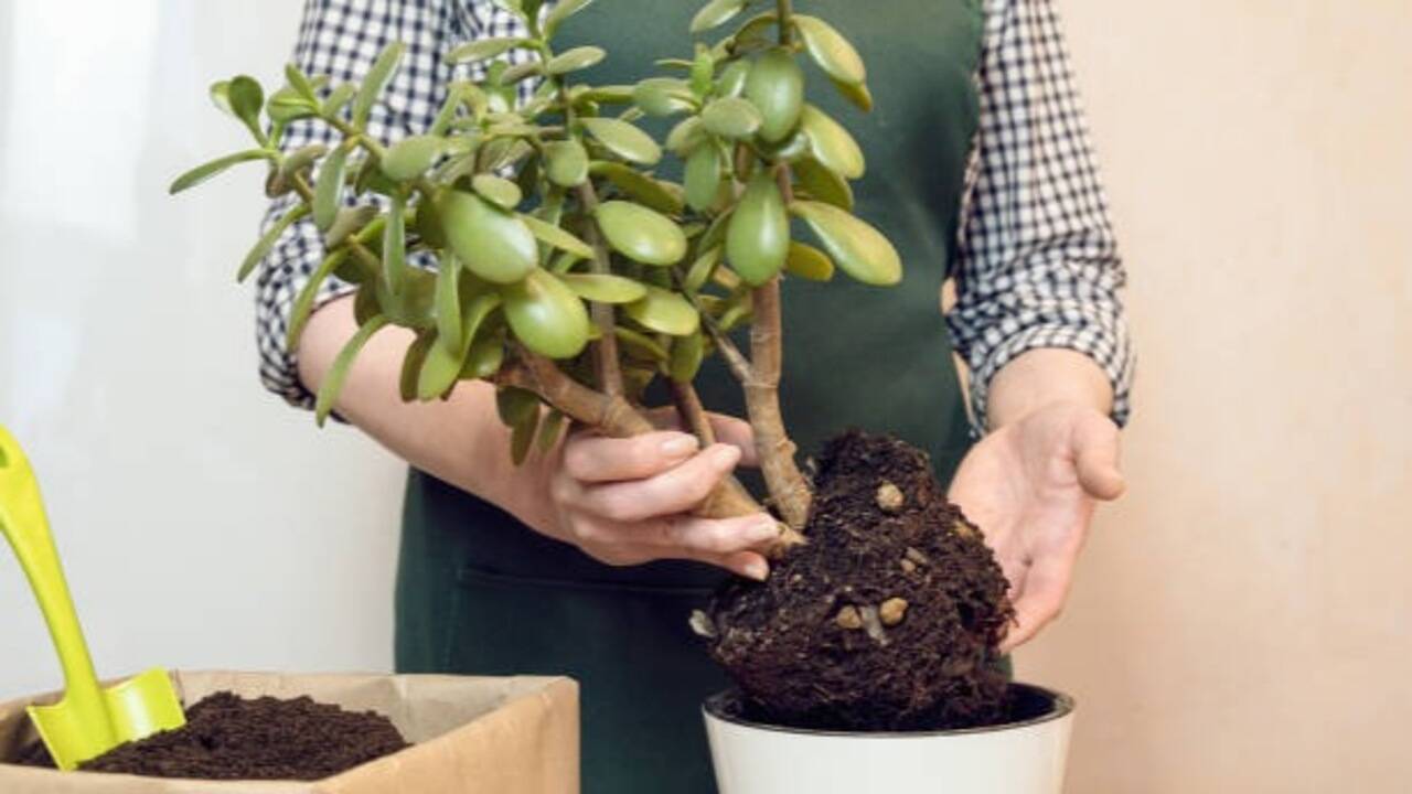 August jade plant care: 5 easy steps to encourage fuller, healthier growth