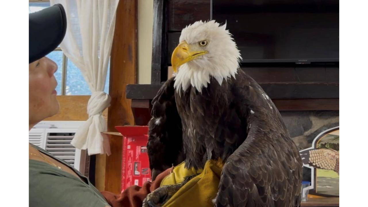 Bald Eagle, who nature lovers have been watching online for over 10 years, dies